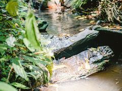 -西双版纳基诺山寨