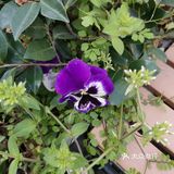 继前几天上海东方明珠等22. 个景点对外开放