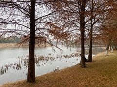 -贡湖湾湿地公园