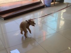 -诺比宠物医院心脏内科·泌尿肾内外科·骨科急重症