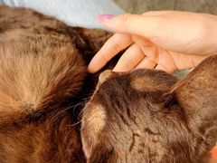 -喵屿·大理花园猫咖