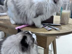 -藏猫猫咖啡主题馆(中央大道店)