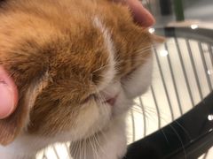 -飞行喵MR PILOT|猫舍·猫咖(静安大融城店)