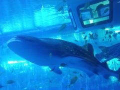 -成都浩海立方海洋公园