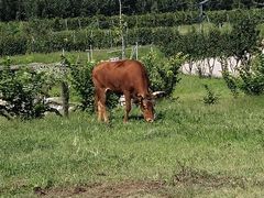-丹世红酒庄·烧烤·团建·婚礼·水上运动