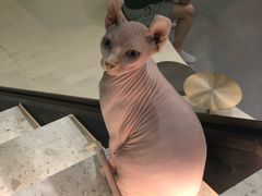 -飞行喵MR PILOT|猫舍·猫咖(静安大融城店)