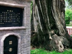 -黄帝陵