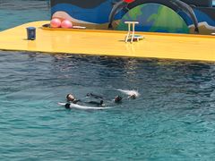 -秦皇岛乐岛海洋王国