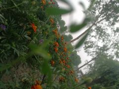 -白洋淀景区