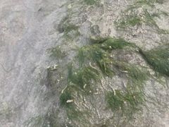 -东郊椰林