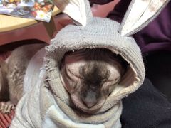 -李小姐の猫咖啡馆(五角场店)
