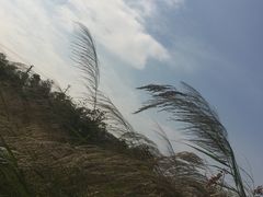 -大湾区中央湿地公园