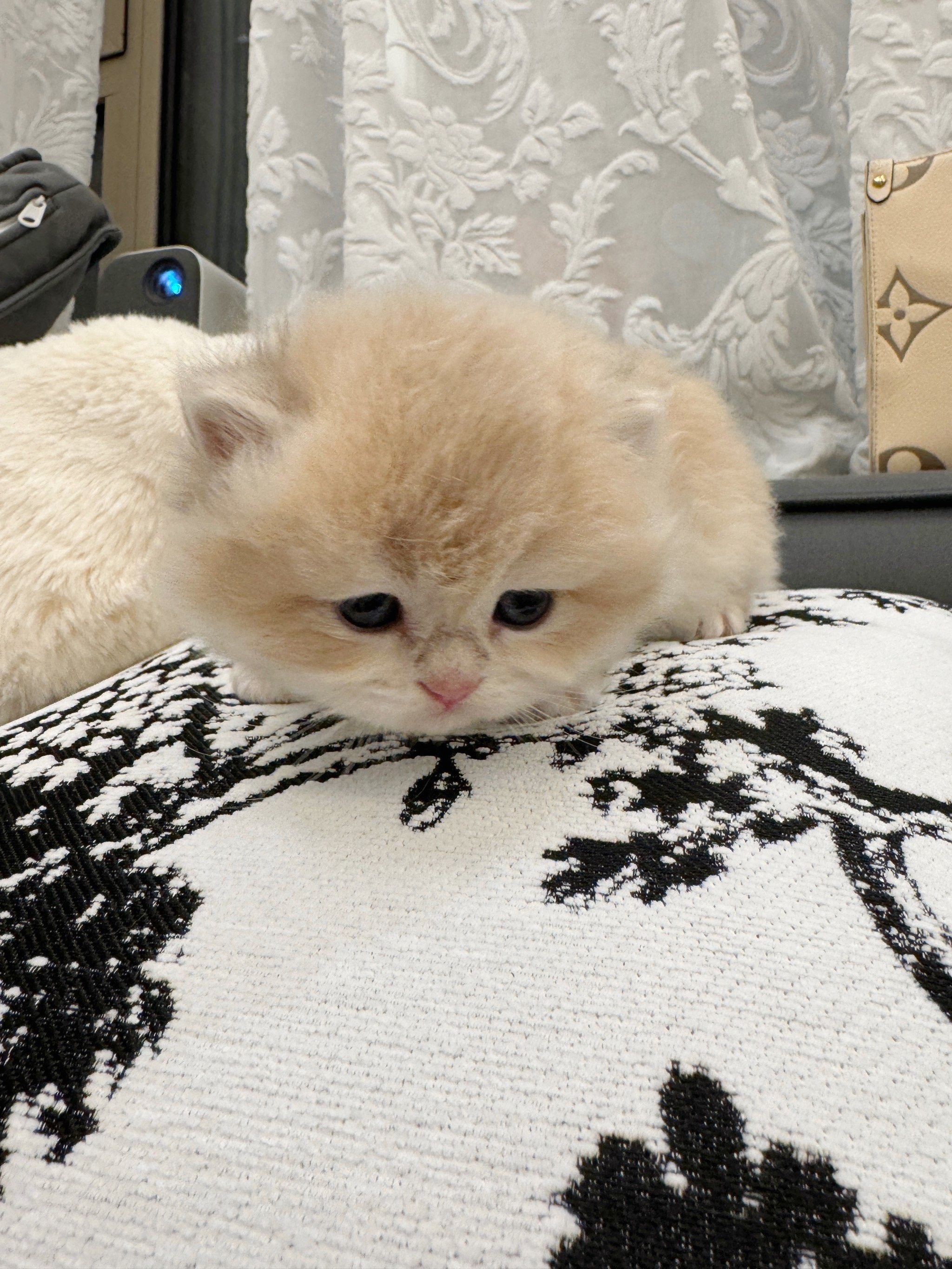 小奶猫真的可以把人融化掉