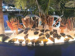 -亚龙湾希尔顿自助餐厅·海鲜·烧烤·沙滩BBQ·现场乐队