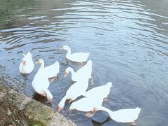 -靖西鹅泉风景区