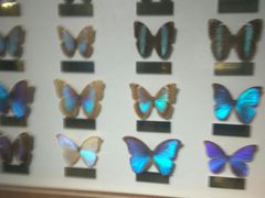 -上海昆虫博物馆