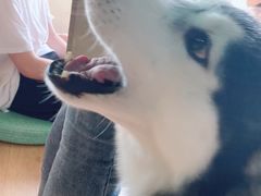 -Husky Go! 哈士奇体验馆·宠物咖啡厅狗咖