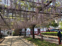 -嘉定紫藤园