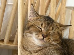 -楼上猫咖(罗湖店)