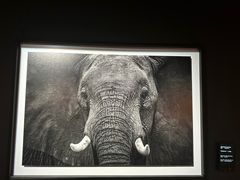 -罗红摄影艺术馆