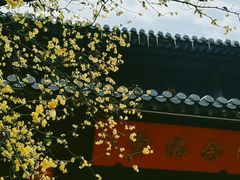 -灵谷景区