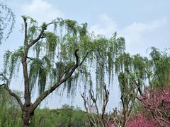 -圩墩遗址公园