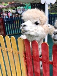 -萌宠亲子动物乐园(槐房万达店)