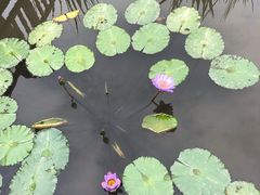 -五缘湾湿地公园