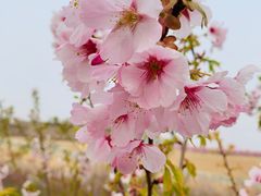 -古柏渡丰乐樱花园