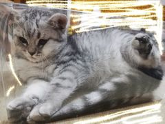 -诺比宠物医院心脏内科·泌尿肾内外科·骨科急重症