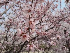 -桃花堤公园