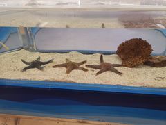 -上海海洋水族馆