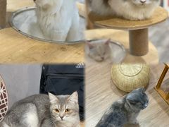 -楼上猫咖(罗湖店)