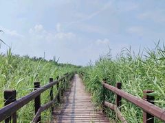 -西青郊野公园