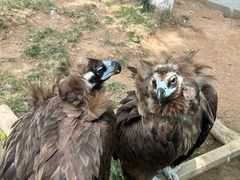 -西霞口神雕山野生动物世界