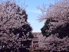 -武汉大学-樱园