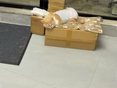 -诺比宠物医院心脏内科·泌尿肾内外科·骨科急重症