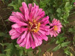 东方普罗旺斯薰衣草庄园-北京东方普罗旺斯薰衣草庄园