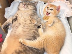 -欣宠猫屋·矮脚拿破仑·蓝金金渐层