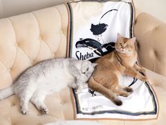 -东方名猫馆·英短金渐层布偶猫舍(环线广场1号楼店)