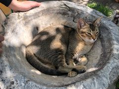 -喵屿·大理花园猫咖