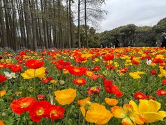 -上海共青森林公园