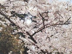 -武汉大学-樱园