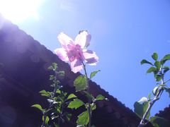 木槿花开-陶野咖啡·面包披萨