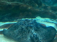 -上海海洋水族馆