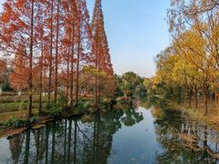 -昆山城市生态森林公园