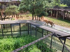-云南野生动物园