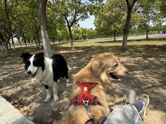 -春花秋色城市公园