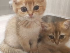 -飞行喵MR PILOT|猫舍·猫咖(静安大融城店)