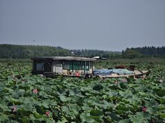 -滕州微山湖红荷湿地景区